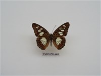 藏品(外國蝴蝶)的圖片